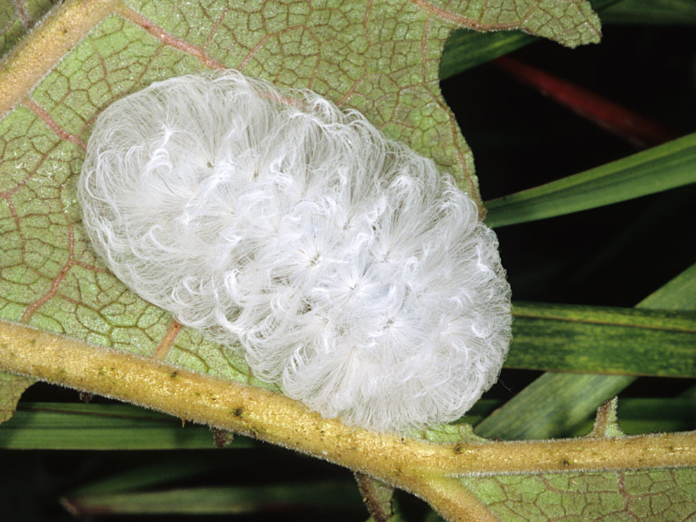 bruco neotropicale